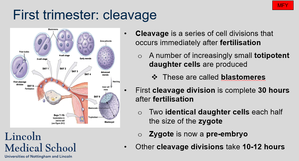 <p>Cleavage is a series of cell divisions that occur immediately after fertilization in the first trimester of pregnancy. During cleavage, the zygote divides into a number of increasingly small totipotent daughter cells called blastomeres. The first cleavage division is complete 30 hours after fertilization and produces two identical daughter cells, each half the size of the zygote, which is now a pre-embryo. Other cleavage divisions take 10-12 hours.</p>