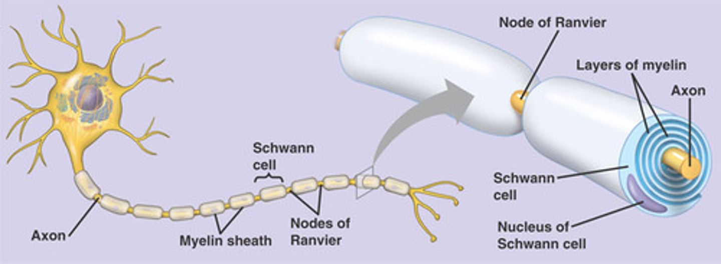 <p>- Form myelin sheath in PNS</p><p>- (Increase action potential speed)</p>