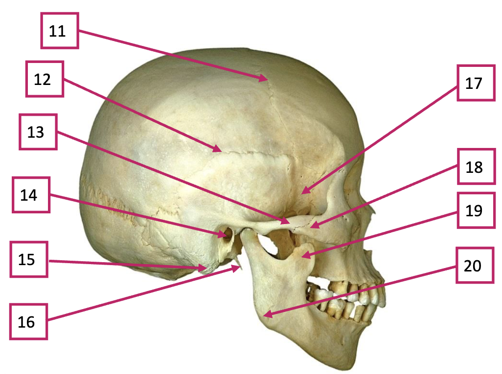 <p>11</p>