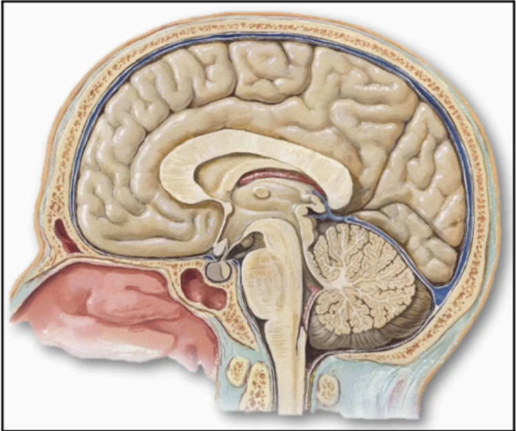 <p>CEREBRUM</p>