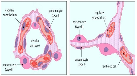 <p>Alveolar epithelium</p>