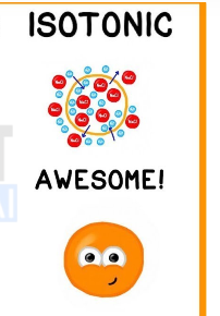 <p>The concentration of <strong>solute</strong> <strong>: water</strong> <strong>is equal.</strong></p><p><strong>Result</strong> : Water moves in and out → <strong>cell remains the same size (Dynamic Equilibrium).</strong></p>