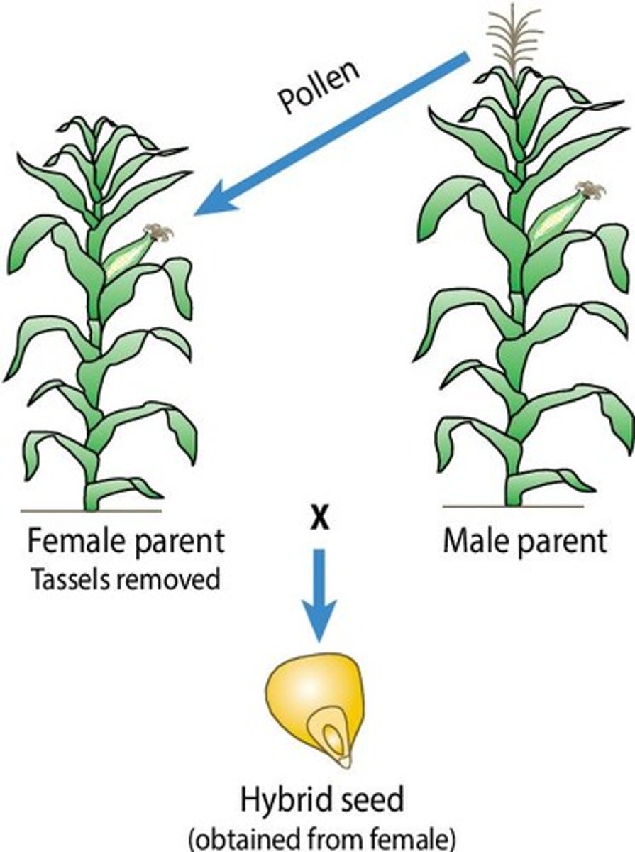<p>Bt toxin is used to provide insect resistance, reducing the need for chemical pesticides.</p>
