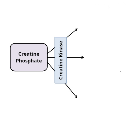 <p>What does creatine phosphate break down into?</p>