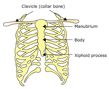 <p>Ex: Sternum, scapula, ribs, ilium, cranial bones in the skull<br>Often have a bit of a curve, Has a large surface area for attaching to muscles.</p>