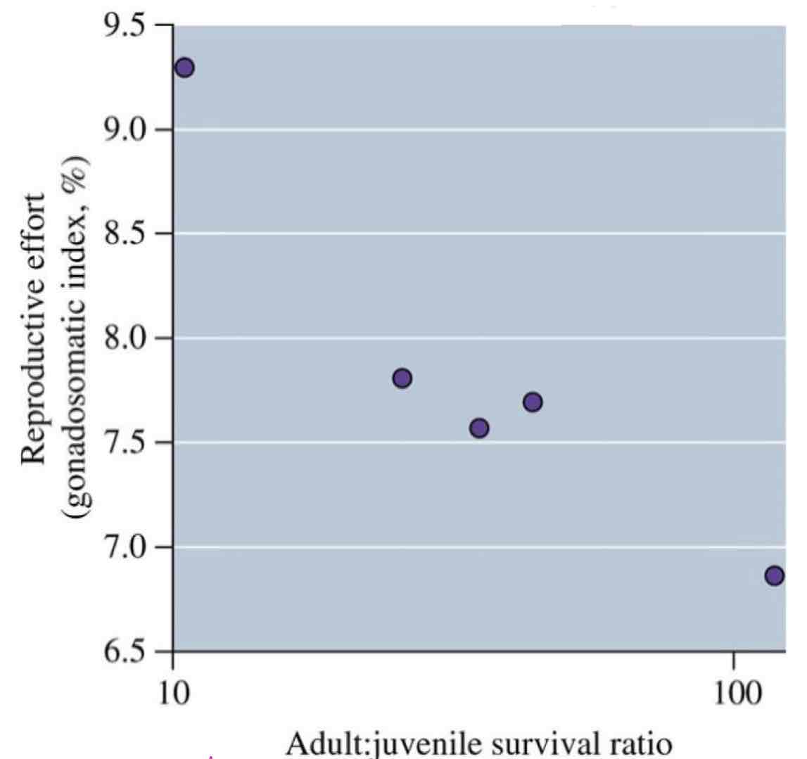 <p>Adult survival &amp; age at maturity</p><p>- Species with delayed reproduction generally have higher adult survivorship; High allocation to reproduction is associated with high mortality. </p><p>(Early reproduction → Less self maintenance)</p><p>Adults survive longer if they invest less in reproduction.</p><p>> Where adult survivorship is HIGH, there is LOW investment in reproduction.</p><p>> Where adult survivorship is LOW, there is HIGH investment in reproduction.</p><p>(study done of pumpkinseed sunfish)</p>