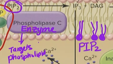 <p>Phospholipase C Beta (PLC-β)</p>