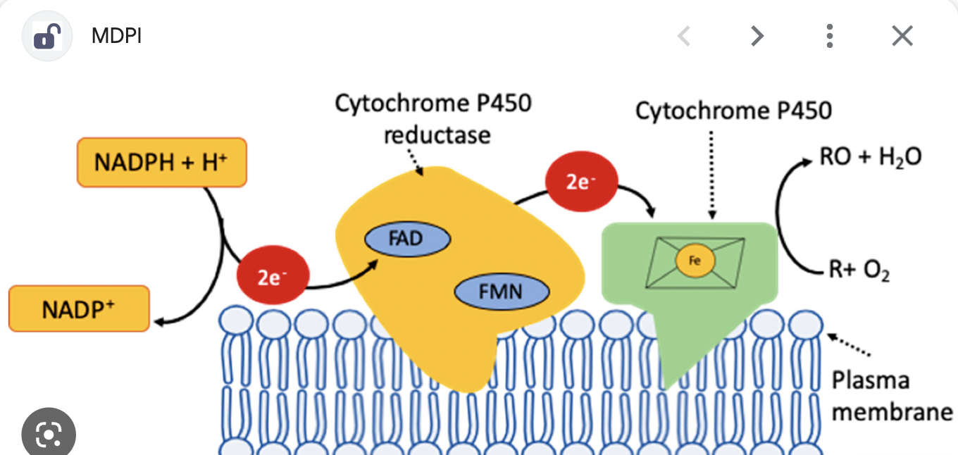 <p>There is a NADPH cytochrome reductase unit AND a CYP450 subunit carrying a heme</p>