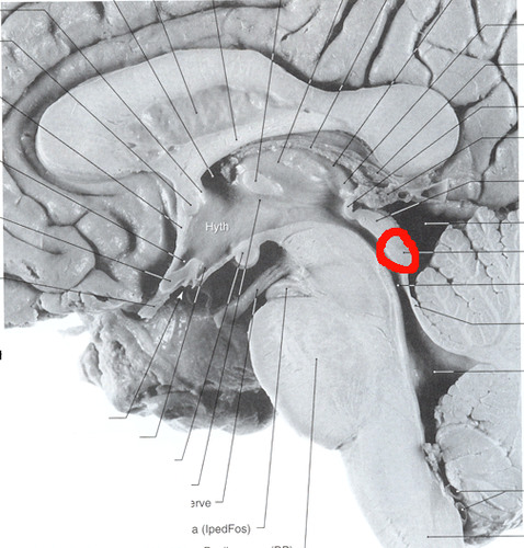 a midbrain nucleus in the auditory pathway
(eye movement)