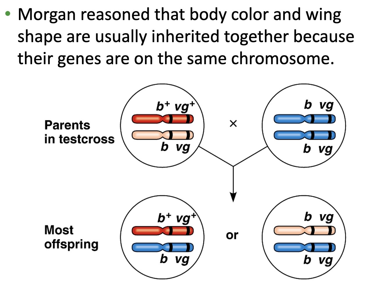 <p>This occurs due to <strong>linkage</strong>.</p><p>Linkage refers to the phenomenon where genes that are located close to each other on the same chromosome tend to be inherited together more frequently than predicted by Mendel&apos;s laws. This occurs because the closer two genes are on a chromosome, the less likely they are to undergo independent assortment during meiosis. As a result, the expected ratios of offspring predicted by Punnett squares may not be observed.</p><p>See image for an example.</p>