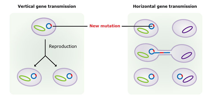 <ul><li><p>Vertical Gene Transfer: Transfer of genes from one generation to the next (Sexual/ asexual reproduction, mitosis)</p></li><li><p>Horizontal Gene Transfer: Transfer of genes between different organisms </p></li></ul><p></p>