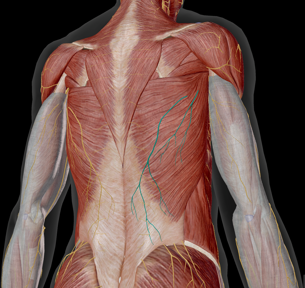 <p>M latissimus dorsi / M teres major</p>