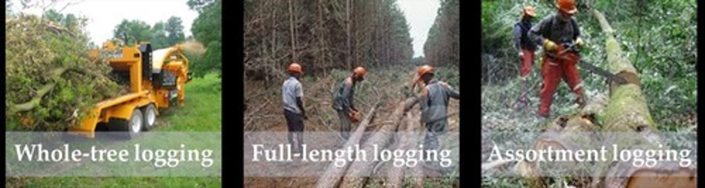 <p>Felling trees and processing elsewhere.</p>