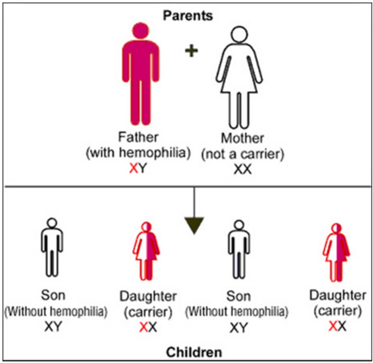 <p>Characteristic or trait controlled by a gene found on the sex chromosomes.</p>