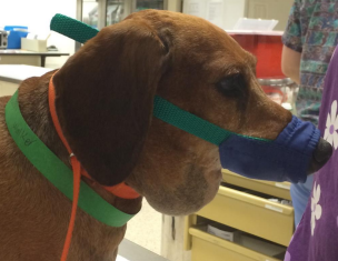 <p><span>Sialocele (Salivary Mucocele)</span></p>