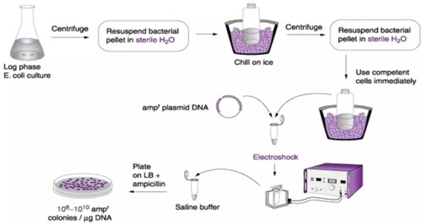 <p>Electroporation is the use of high-voltage electric shocks to introduce DNA into cells by enhancing membrane permeability.</p>