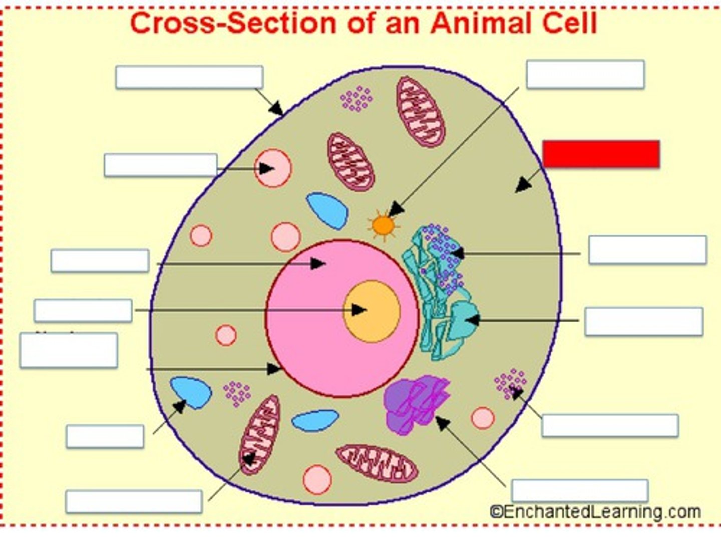 <p>To maintain the shape and consistancy of the cell. It is the fluid that fills the cell</p>