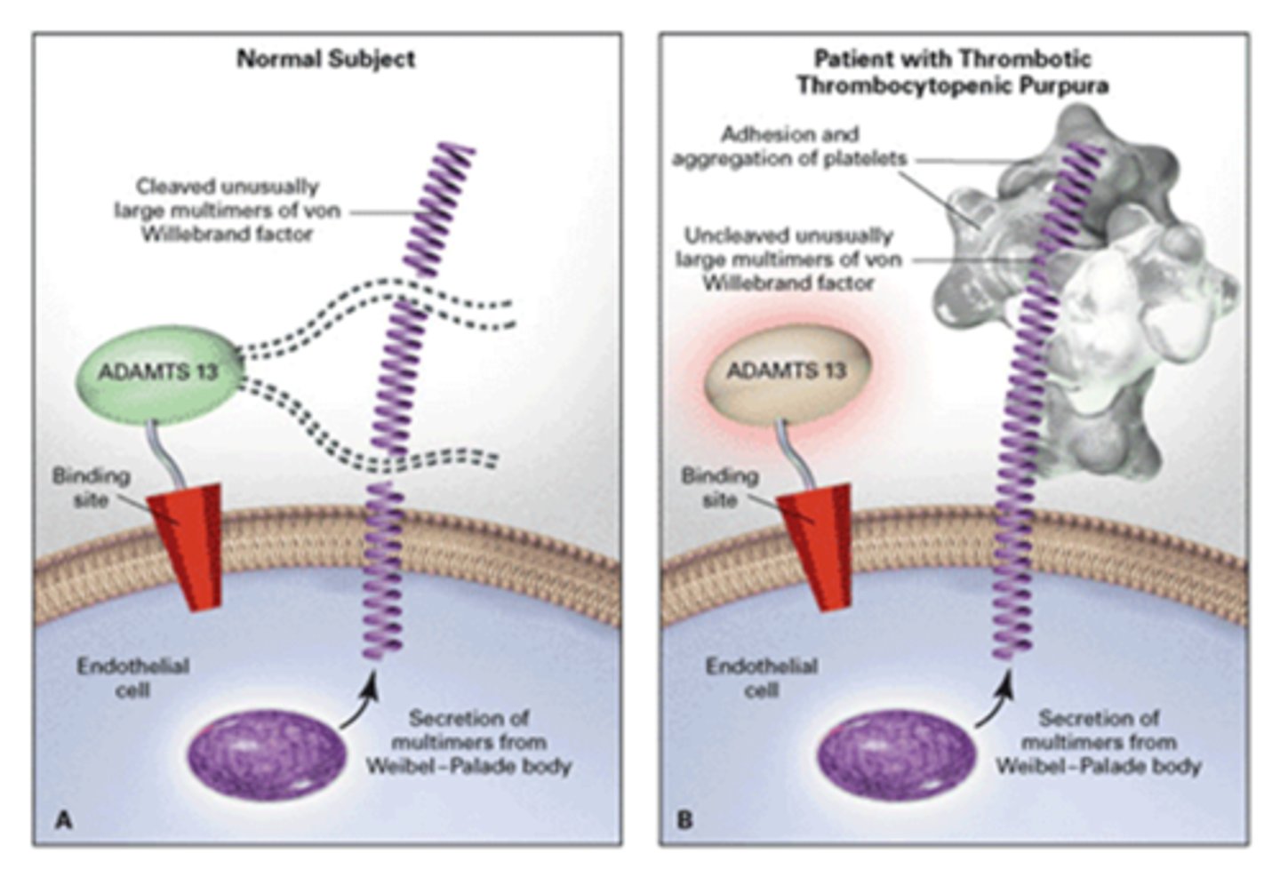 <p>Cleaves multimers of vWF from multimers into monomers</p><p>Lack of causes TTP</p><p>Deficiency is either genetic or more commonly: Produce autoantibody</p><p>Adult female with autoantibody</p>