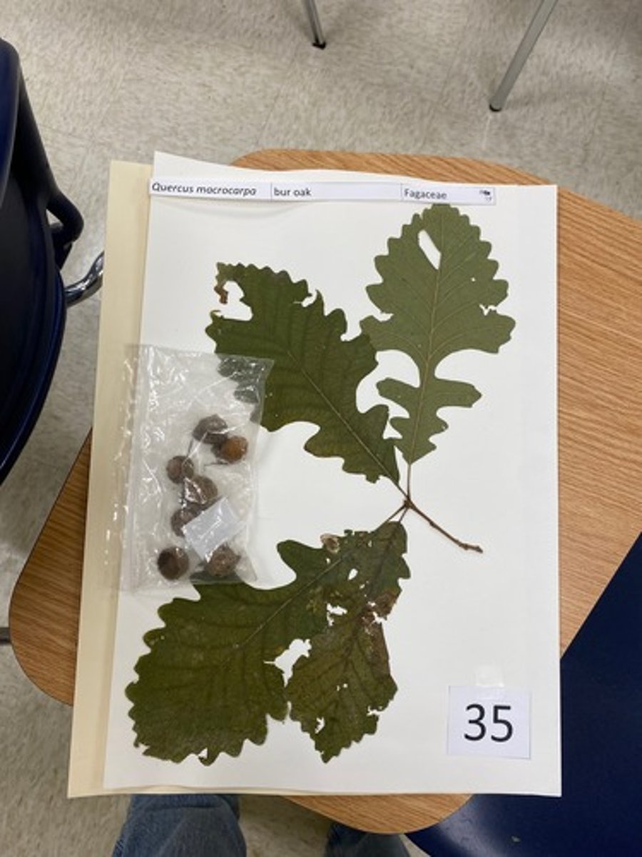 <p>Quercis macrocarpa (Fagaceae)</p>