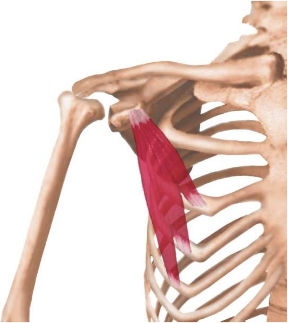 <ul><li><p>Depresses and stabilizes the scapula</p></li></ul><p></p>