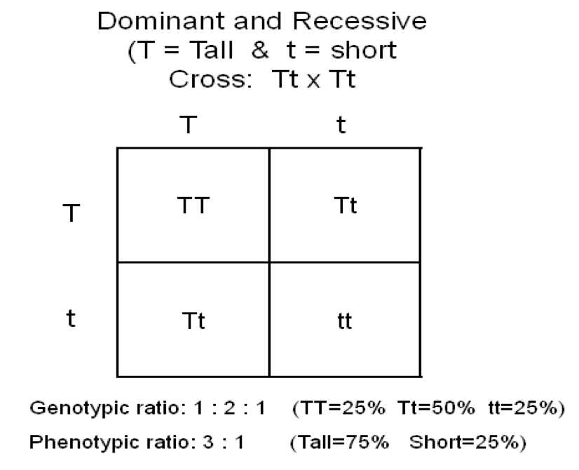 <p>if its 2 and 2 ratio is 1:1</p>