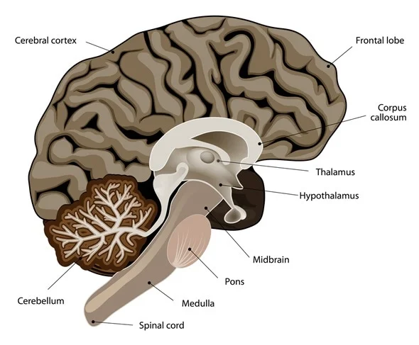 <p>Medulla Oblongata </p>