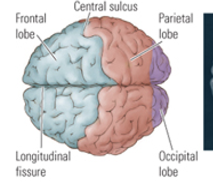 <p>divides parietal + frontal lobes </p>
