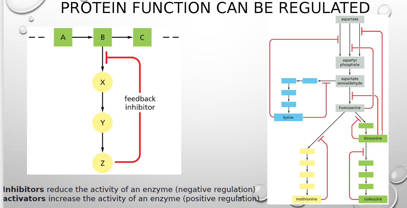 <p>reduce vs increase activity of enzyme (neg vs pos regulation)</p>
