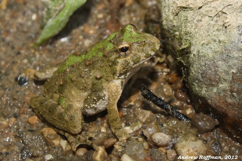 <p>Cricket Frog</p>