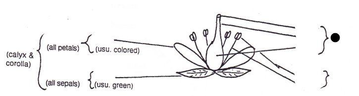 <p>Part of flower?</p>