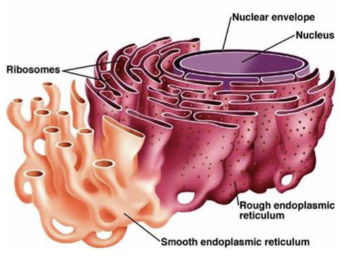 <p>characterized by ribosomes on the cytosolic side of the membrane (form large flattened sheets)</p><p>the site for membrane synthesis, the folding of polypeptides, recognition and removal of misfolded proteins, assembly of multimeric proteins, and the initial steps of addition of carbohydrates to glycoproteins</p>