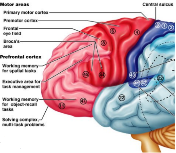 <ul><li><p class="">Coordinates voluntary movement of skeletal muscles</p></li><li><p class="">Coordinates planning of voluntary movement</p></li><li><p class="">Specialized motor speech function</p></li></ul><p></p>