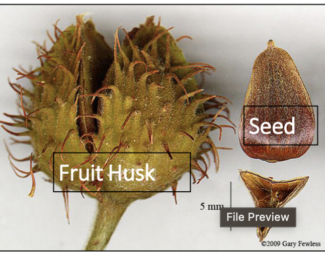 <p>nut, triangular at cross section, 4-parted bur (banana peel)</p>