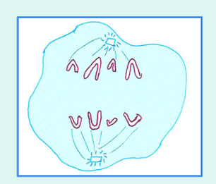 <ul><li><p>3rd phase</p></li><li><p>Centromeres dissolve and chromosomes move towards the centriole guided by the spindle fibers</p></li></ul><p></p>