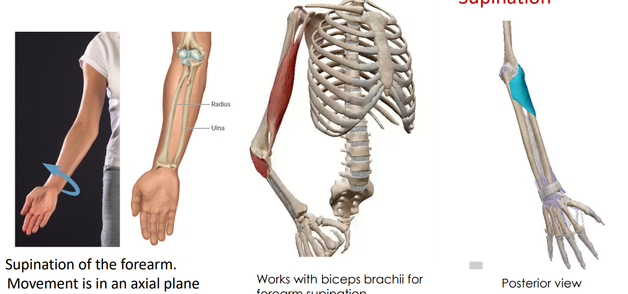 <p>- antagonist to pronator</p><p>- supination of forearm (move to supine position)</p><p>- movement is in an axial plane</p><p>- uncrosses radius and ulna</p><p>ANIMATION ON SLIDE 24</p>