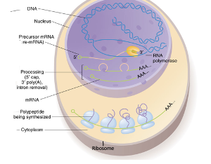 <p>Gene Expression- Eukaryotes </p>