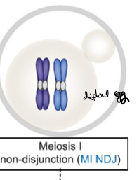 <p>The two pairs of homologous chromosomes don’t separate, and the ovum ends up with all 4 chromatids. The polar body ends up with nothing. The egg is diplid</p>