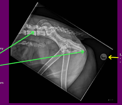 POSITIONING
•Slight rotation evident by lack of superimposition of the
acetabulum
ANATOMY
•All required anatomy is included
•CRANIAL Ilium
•CAUDAL Ischium
•DORSAL Skin margins
•VENTRAL 1/3 Proximal Femurs
LABELLING
•Correct marker
•Placed in appropriate location