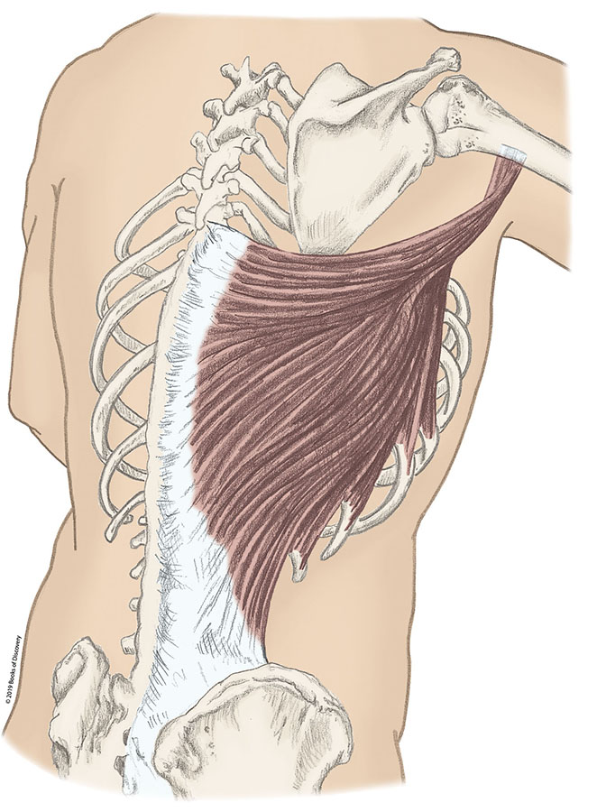 <p>Latissimus dorsi</p>