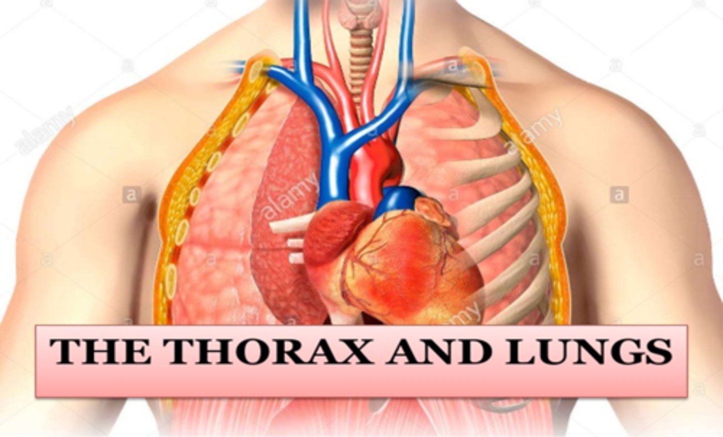 <p>The thorax and the lungs</p>