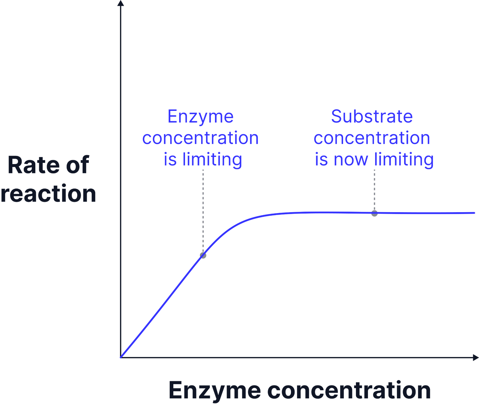 <ul><li><p>Higher enzyme concentration provides more active sites, increasing the chances of enzyme-substrate complex formation.</p></li><li><p class="helperbird-reading-line-height-22">When sufficient substrate is available, the initial reaction rate rises linearly with increasing enzyme concentration.</p></li><li><p class="helperbird-reading-line-height-22">If substrate is limited, increasing enzyme concentration beyond a certain point will not increase the reaction rate, as substrate availability becomes the limiting factor.</p></li></ul><p></p>