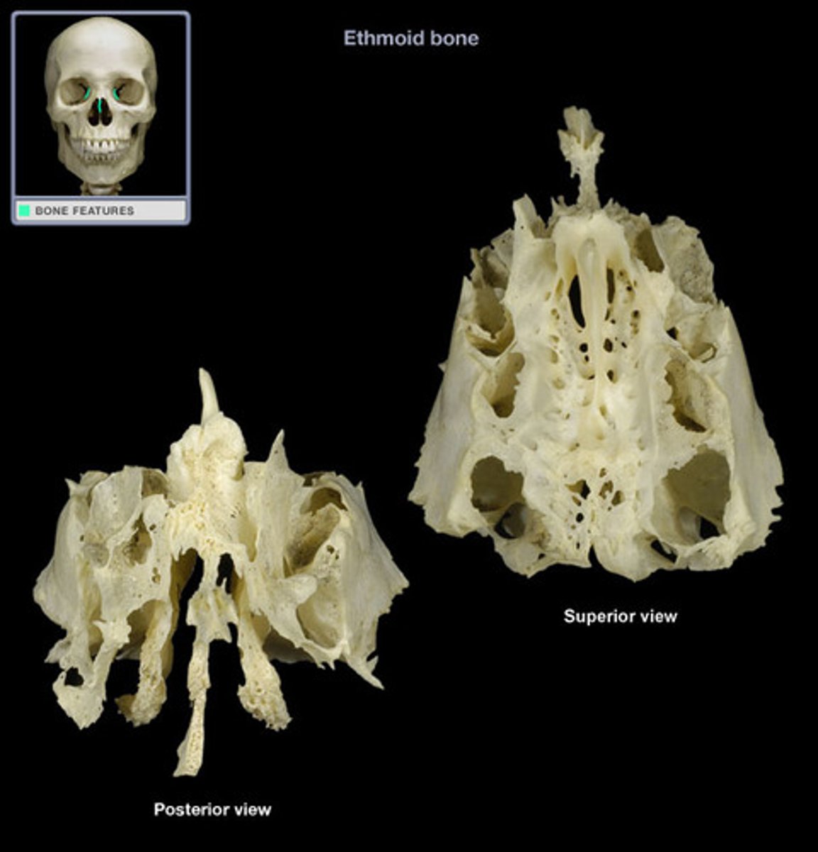 <p>located between the orbits and between sphenoid and nasal bones; forms roof of nasal cavity</p>