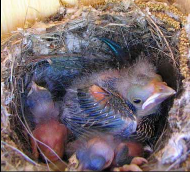 <p>Brown-headed Cowbird</p>
