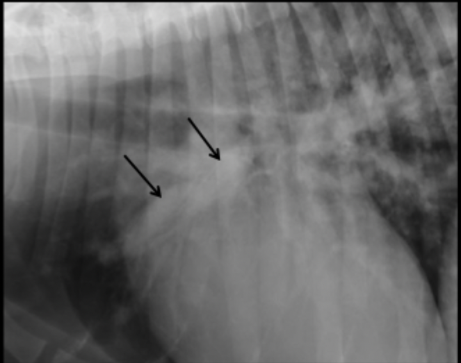 <p>What can be seen in this magnified canine radiograph?</p>