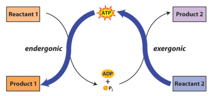 <p>Coupled Reactions</p>