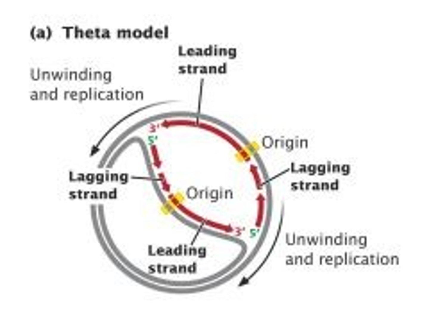 <p>True. Because Prokarytoes have circular chormosomes, they look like the Greek letter ϴ when being transcribed, and their replication is sometimes called Theta Replication.</p>