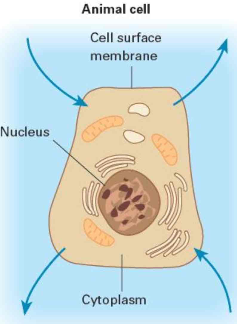 <ul><li><p>means the <mark data-color="blue">same conc</mark></p></li></ul><p></p><ul><li><p>the conc of solutes in the solution is the <mark data-color="blue">same</mark> as the solute conc of the cell</p></li></ul><p></p><ul><li><p><mark data-color="blue">no net movement</mark> of water</p></li></ul>
