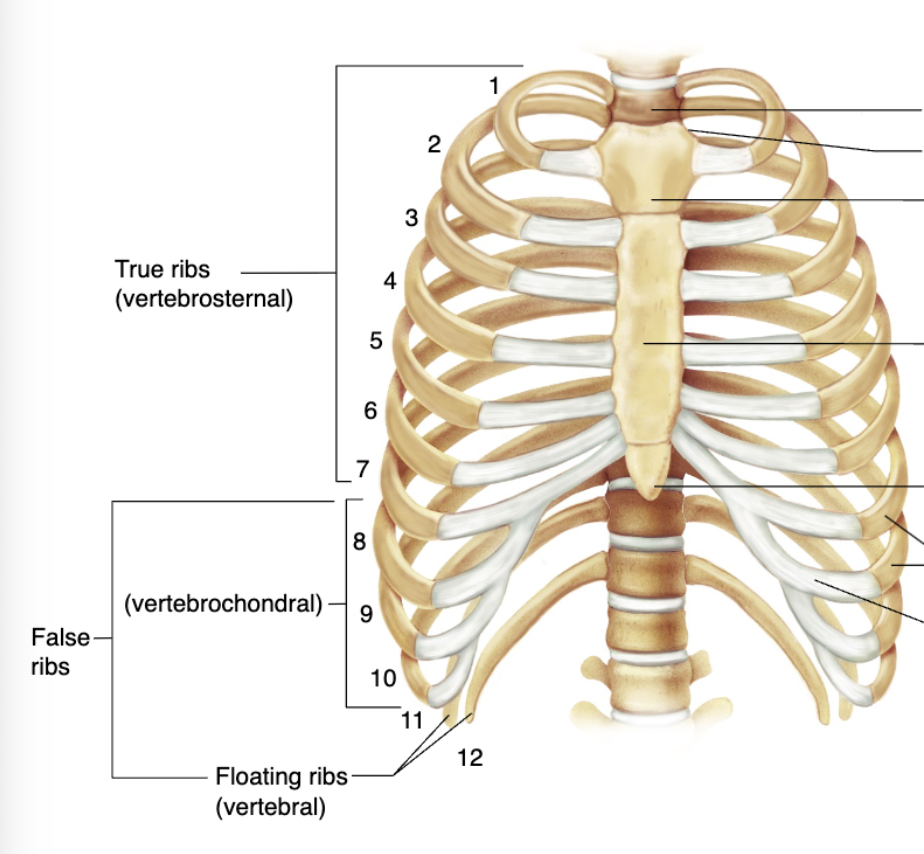 <p>True ribs</p>