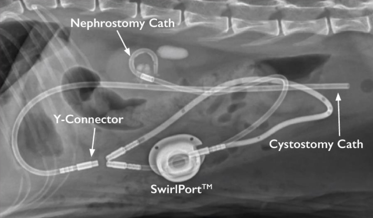 <p>Subcutaneous ureteral bypass system</p><p>Indications</p><ol><li><p>ureteral strictures, calculi, trauma, neoplasia</p></li><li><p>ureteral stent reaction or intolerance. </p></li></ol><p>Most often performed on cats! There is a high SUB calcification rate seen in canine patients, requiring a device exchange. Stents in cats are hard to place, so this was invented. </p>