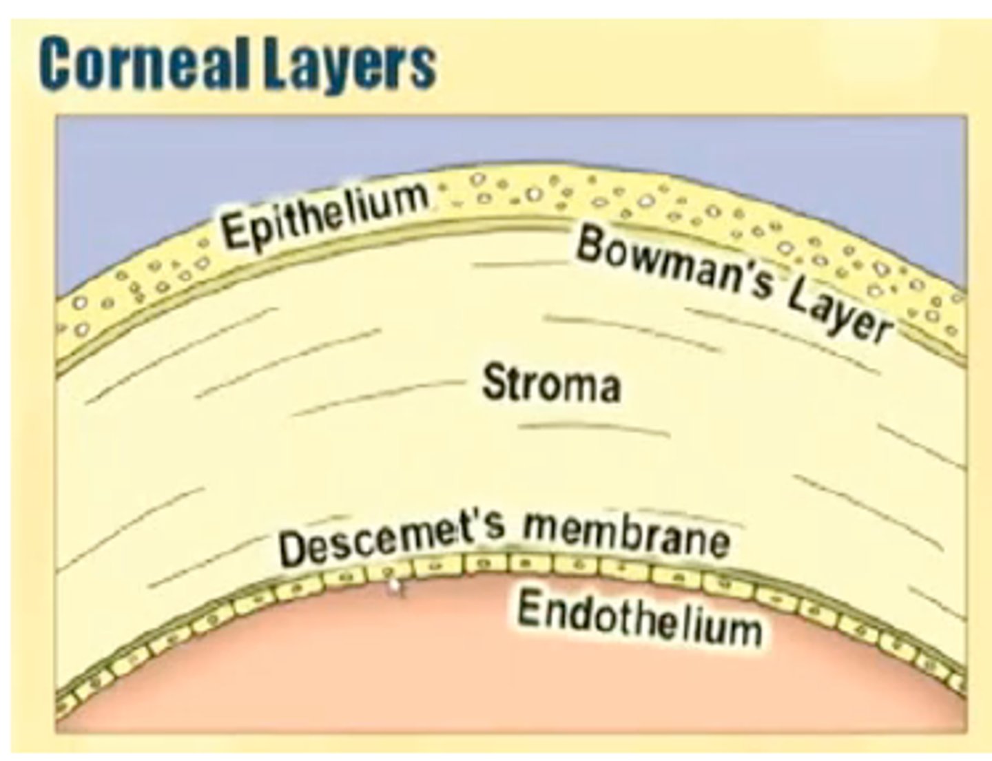 <p>epithelium</p><p>Bowman's membrane</p><p>stroma</p><p>Descemet's membrane</p><p>endothelium</p>